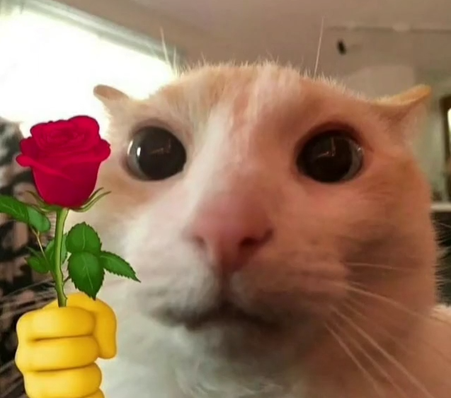 cat with rose